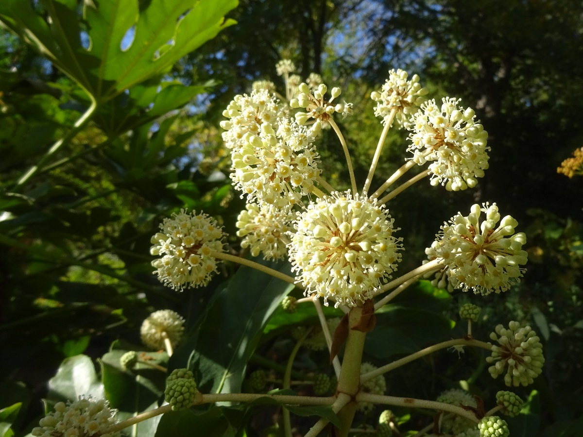 Fatsia japonica (Araliaceae)